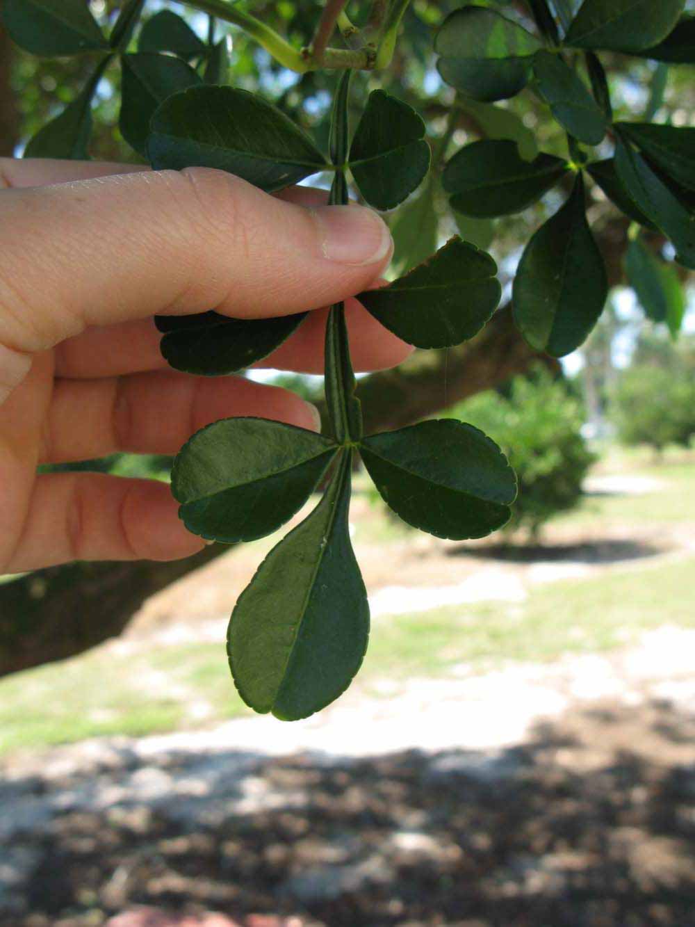             Compound leaf (Winter Haven, FL)       